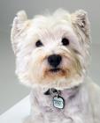 West Highland Terrier