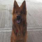 Junior