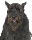 Giant Schnauzer