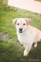 Albino