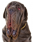 Neapolitan Mastiff puppies