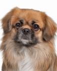 Tibetan Spaniel puppies