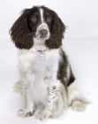 English Springer Spaniel