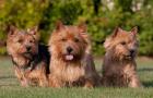 Norwich Terrier puppies