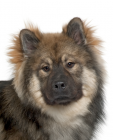 Eurasier