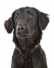 Flat Coated Retriever