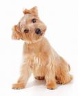 Norfolk Terrier puppies