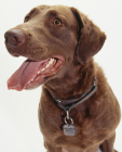 Chesapeake Bay Retriever