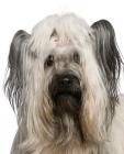 Skye Terrier puppies