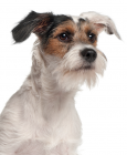 Fox Terrier Wire