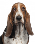 Basset Hound