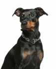 German Pinscher puppies