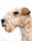 Lakeland Terrier puppies