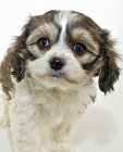 Cavachon puppies