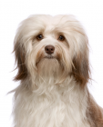 Havanese