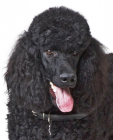 Poodle Standard