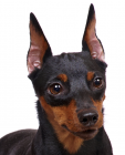 Miniature Pinscher puppies