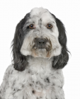 Tibetan Terrier