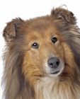 Rough Collie