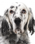 English Setter puppies