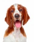 Welsh Springer Spaniel puppies