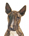 Bull Terrier