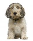 Grand Basset Griffon Vendeen