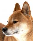 Japanese Shibu Inu