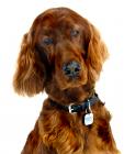 Irish Setter puppies