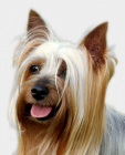 Australian Silky Terrier