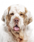 Clumber Spaniel