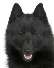 Schipperke