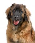 Leonberger puppies