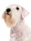 Sealyham Terrier