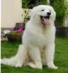 Fluff