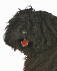 Hungarian Puli