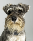 Miniature Schnauzer