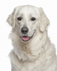 Hungarian Kuvasz puppies