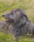 Deerhound