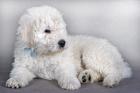 Komondor puppies