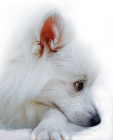 Japanese Spitz