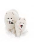 American Eskimo Dog puppies