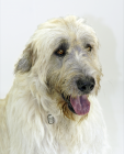 Irish Wolfhound