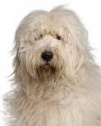 Old English Sheepdog