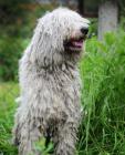 Komondor