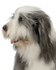 Bearded Collie puppies