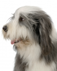 Bearded Collie