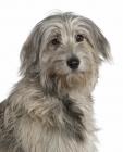 Pyrenean Shepherd Dog