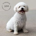 Bichon