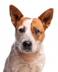 Australian Cattle Dog